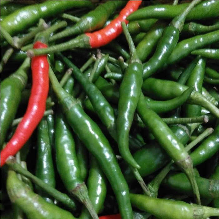 新鲜徐州新沂邳州特产小尖辣椒中辣5斤农家其它
