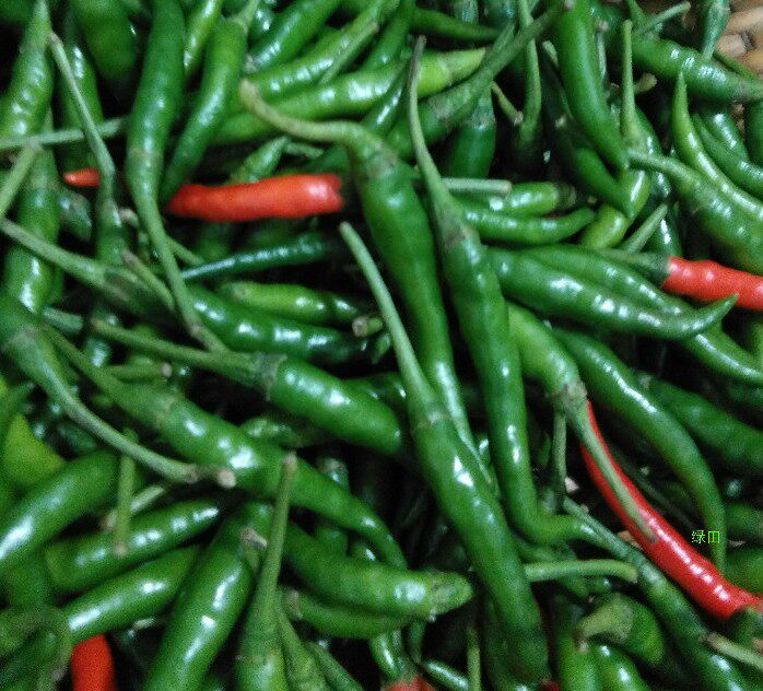 新鲜现摘现发徐州新沂邳州小尖辣椒尖椒朝天其它