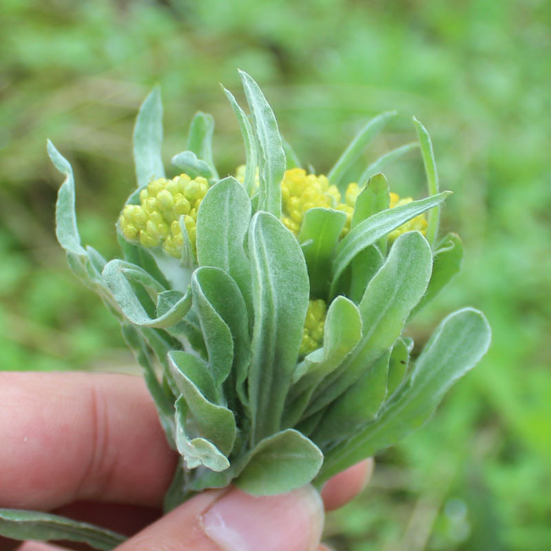 清明正宗野生新鲜晒干鼠曲绒毛鼠麴佛耳净重其它