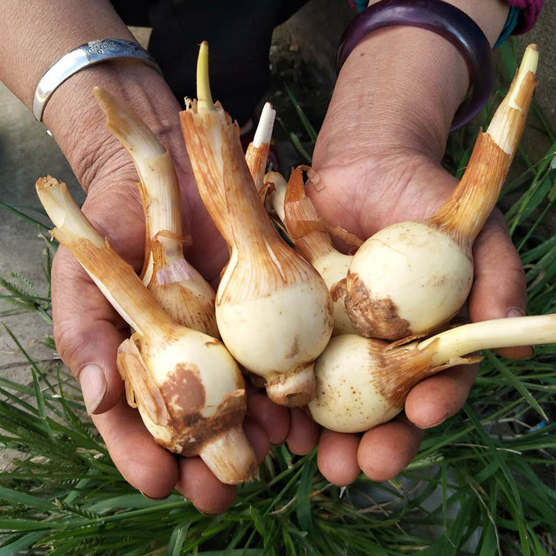 云南特产白茨菰新鲜慈姑燕尾姑粉应季蔬菜净重其它