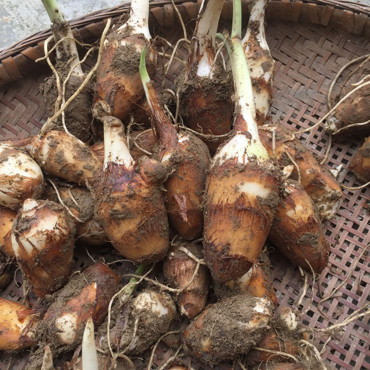 芋头新鲜湖北恩施牛奶奶毛农家粉糯小芋头现挖其它