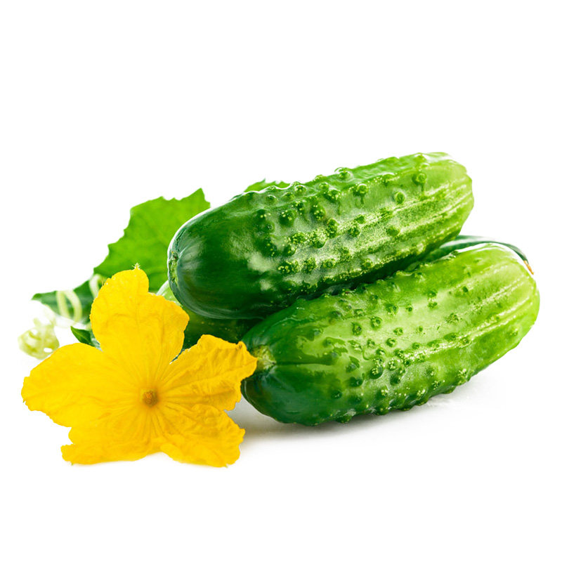 黄瓜大连东北特产三寸水果小黄瓜迷你可生生吃其它