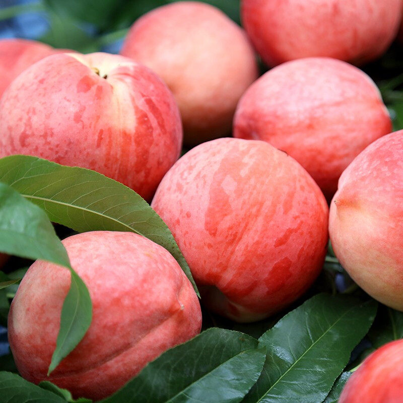 水蜜桃新鲜水果桃子5斤时令当季脆桃雪桃现摘桃