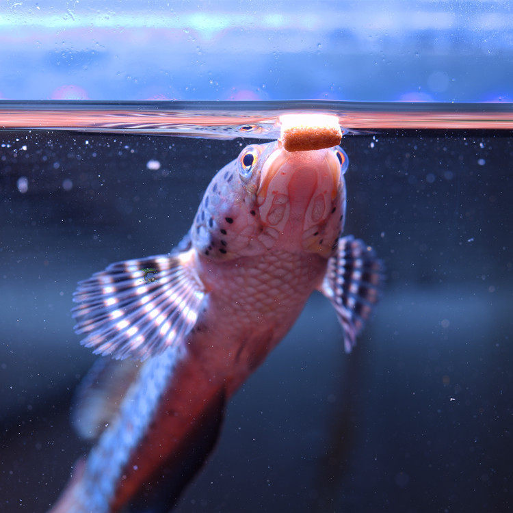 饲料热卖卖的推荐雷龙鱼龙鱼观赏鱼小型牙鱼简易观赏鱼饲料