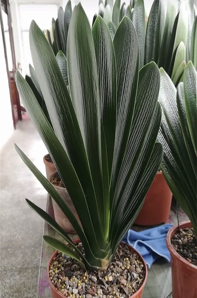 长春精品君子兰花麻脸宽叶短叶圆技师绿植