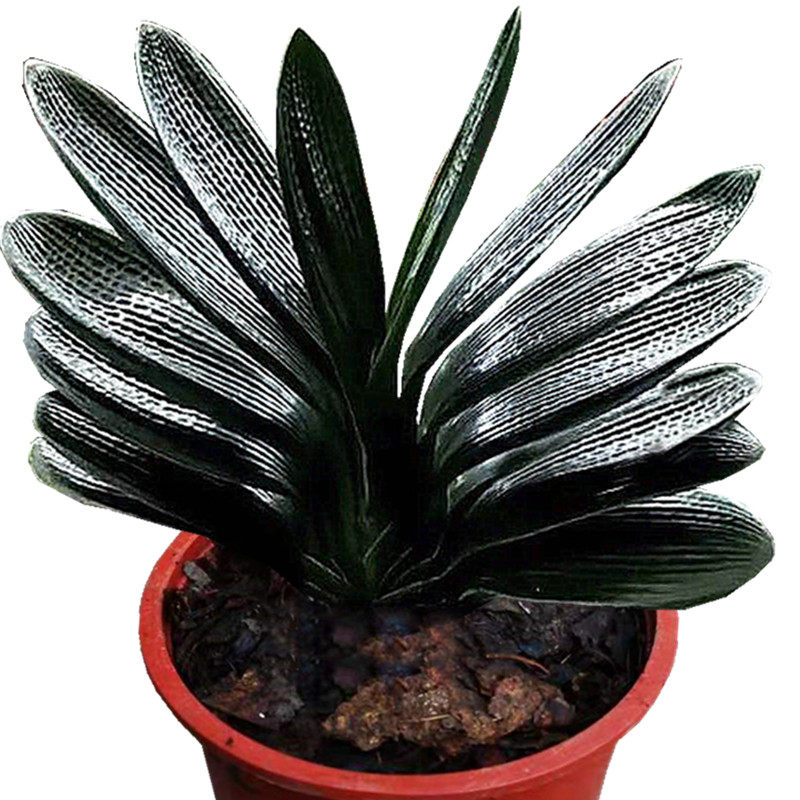 长春春匠精品君子兰麒麟麻王短叶麻脸油匠小型绿植