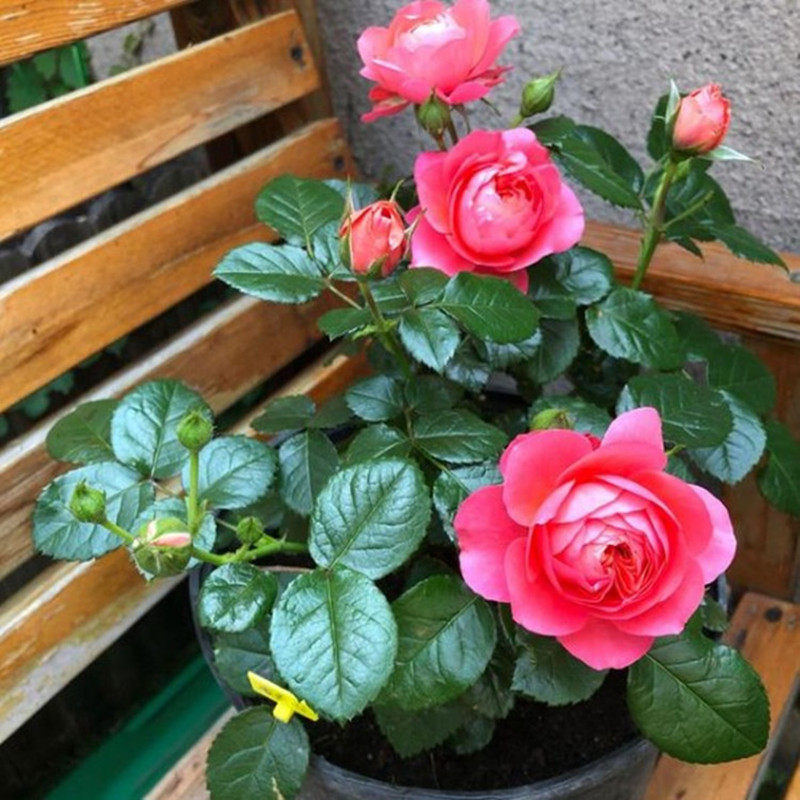 花卉月季香奈儿红果果汁阳台月季花花苗庭院四季时令草本花卉