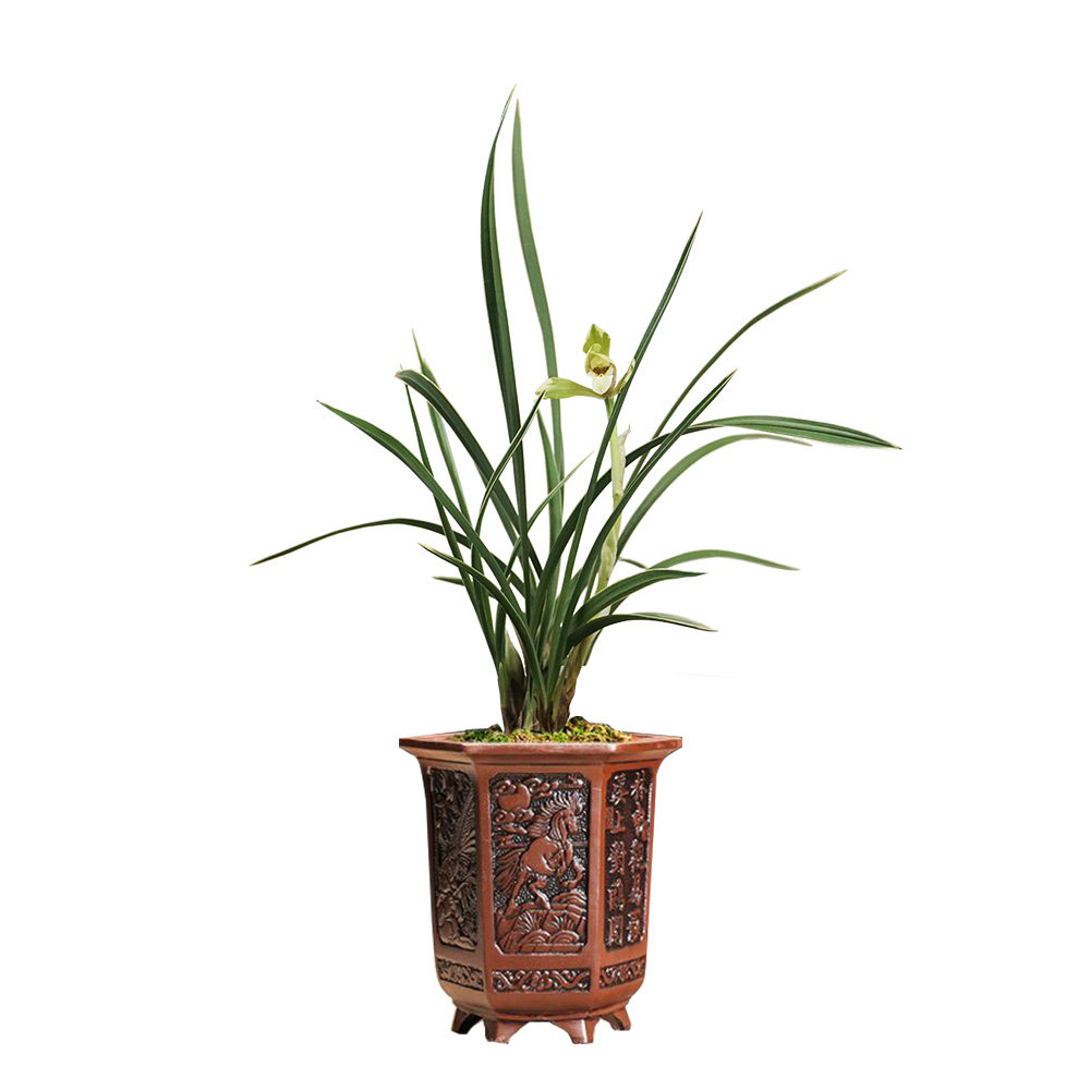 云鼎国兰建兰绿光登梅四季八大名品夏带花苞时令草本花卉