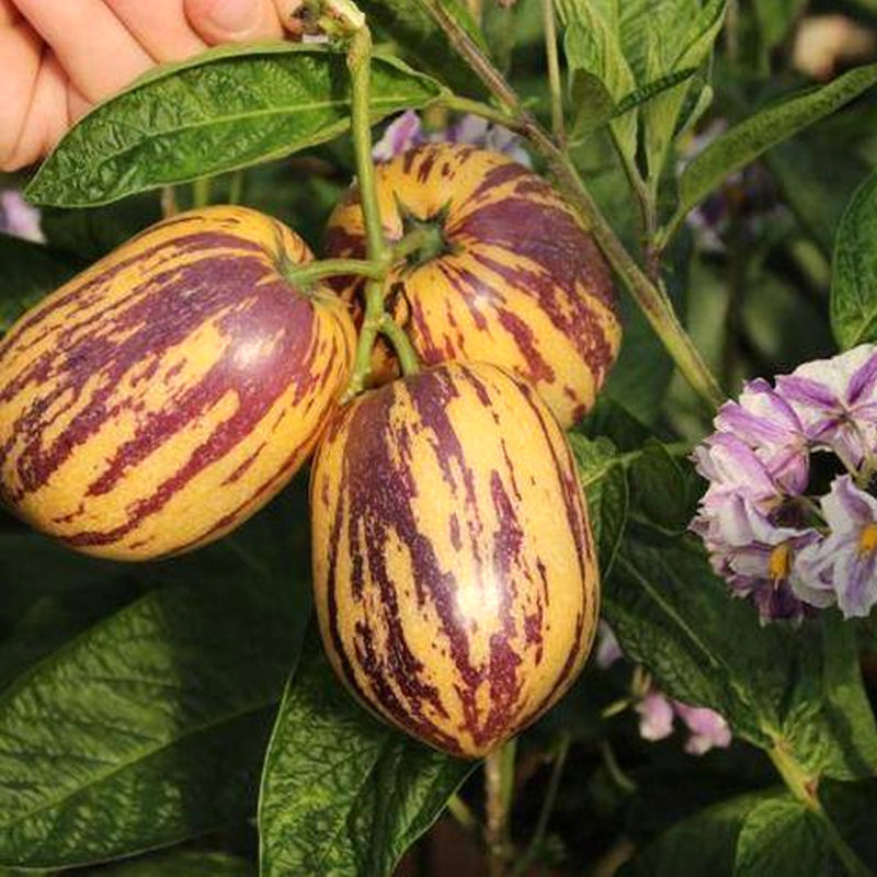 2022年新人人参果甘肃民勤头茬长果当季新鲜水果人参果