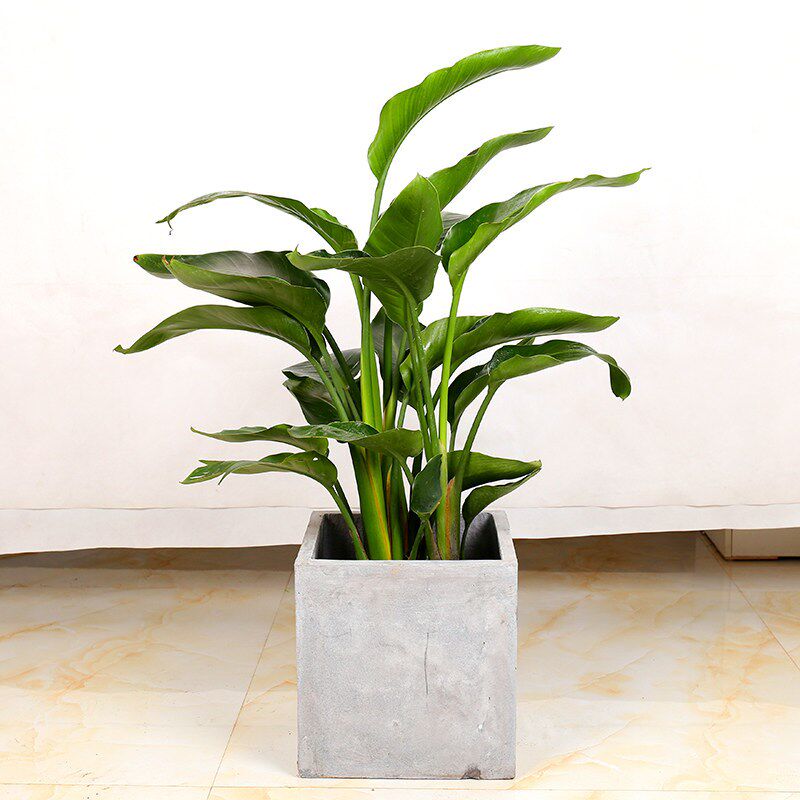天堂鸟鹤望兰小盆盆栽室内大型植物花卉净化空气甲醛笔筒