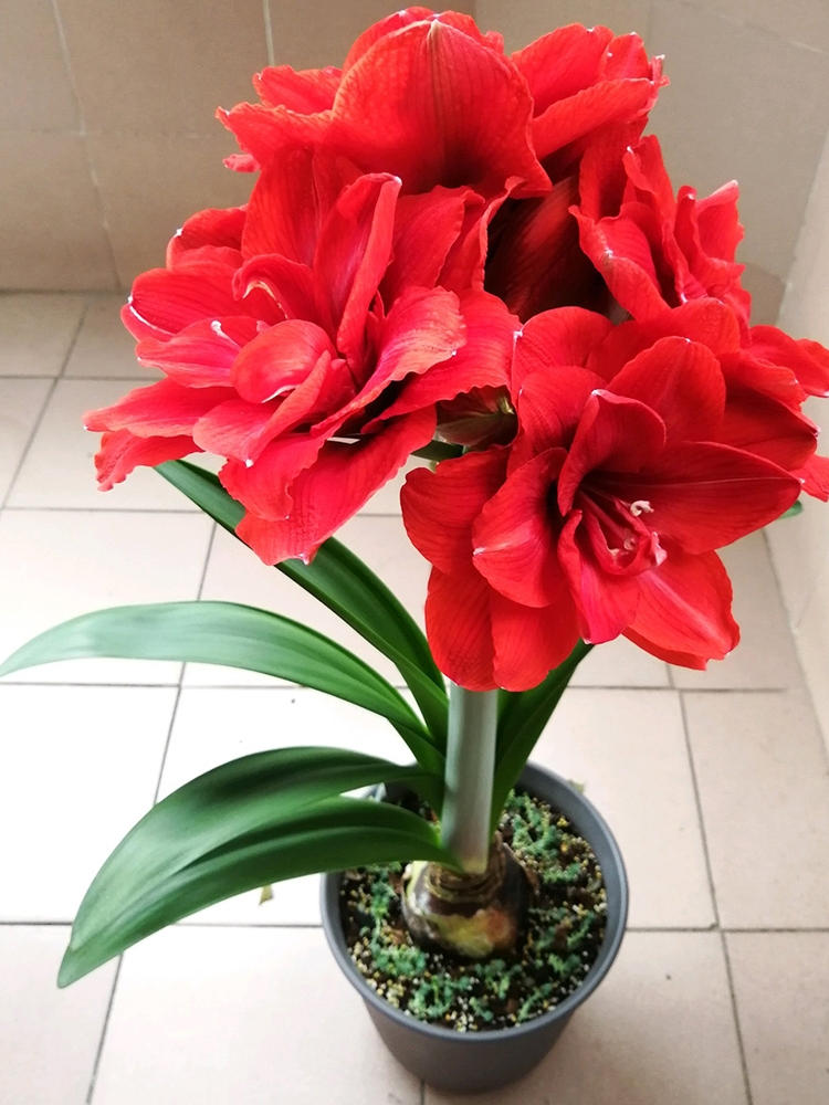 四季荷兰朱顶红大种球重养活盆栽植物多花室内外笔筒