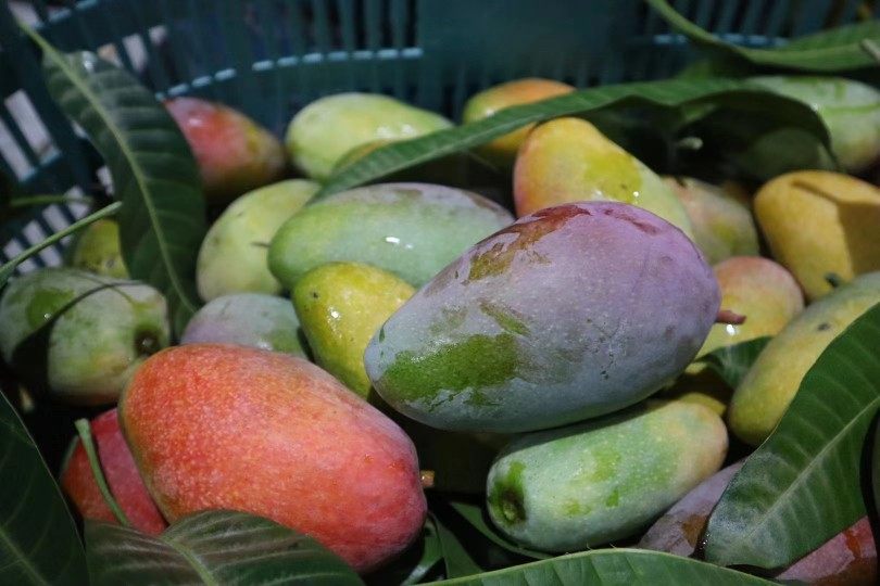 贵妃那一一片树上海南三亚特产芒果彩色5斤芒果