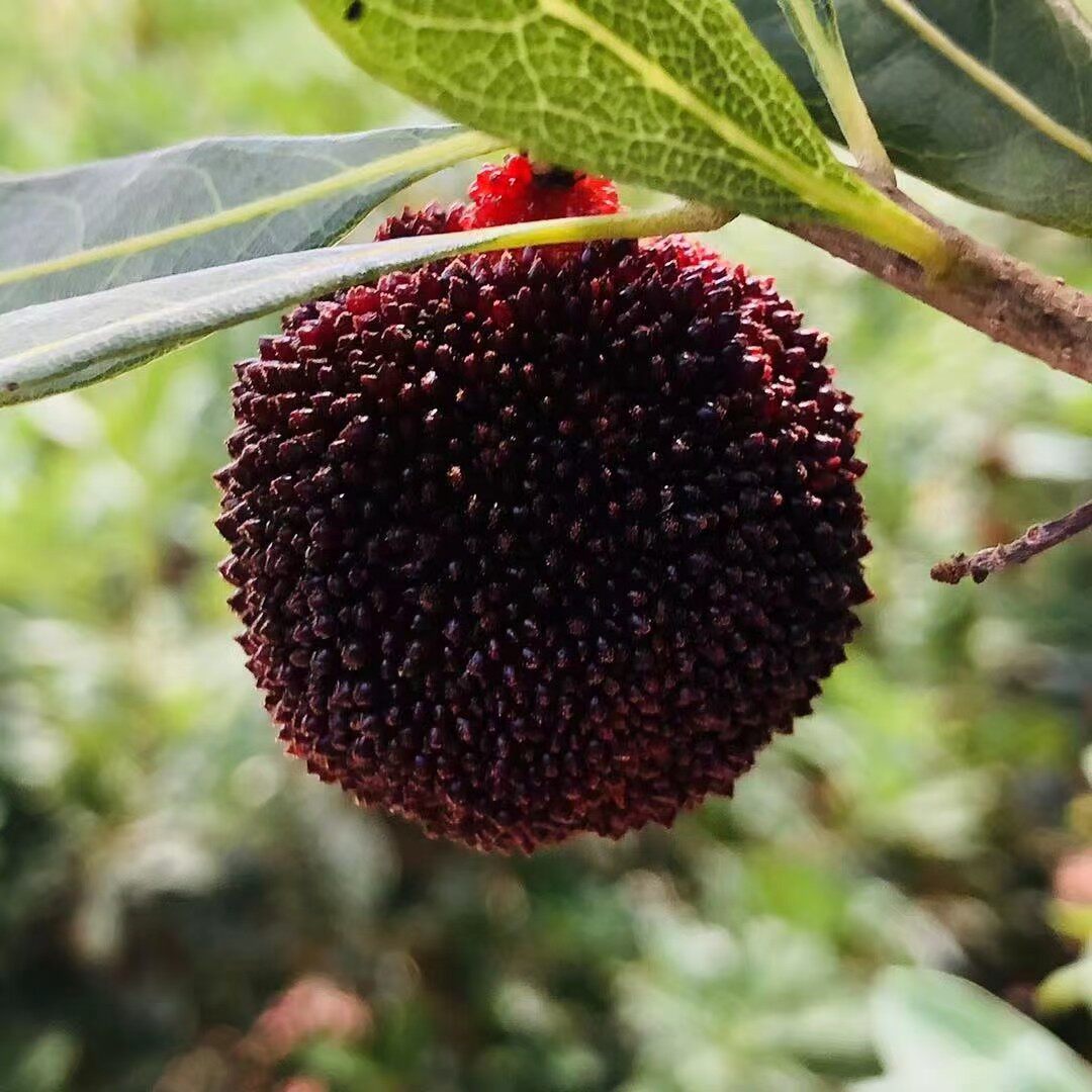 云南杨梅空运鲜果6斤黑箱东魁碳梅非仙仙居杨梅