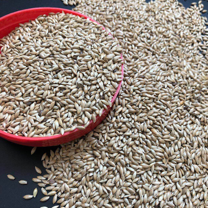 进口加纳利子鹦鹉鸟食鸟粮油尖粟白尖粟金丝雀黄雀粮食鸟饲料500g