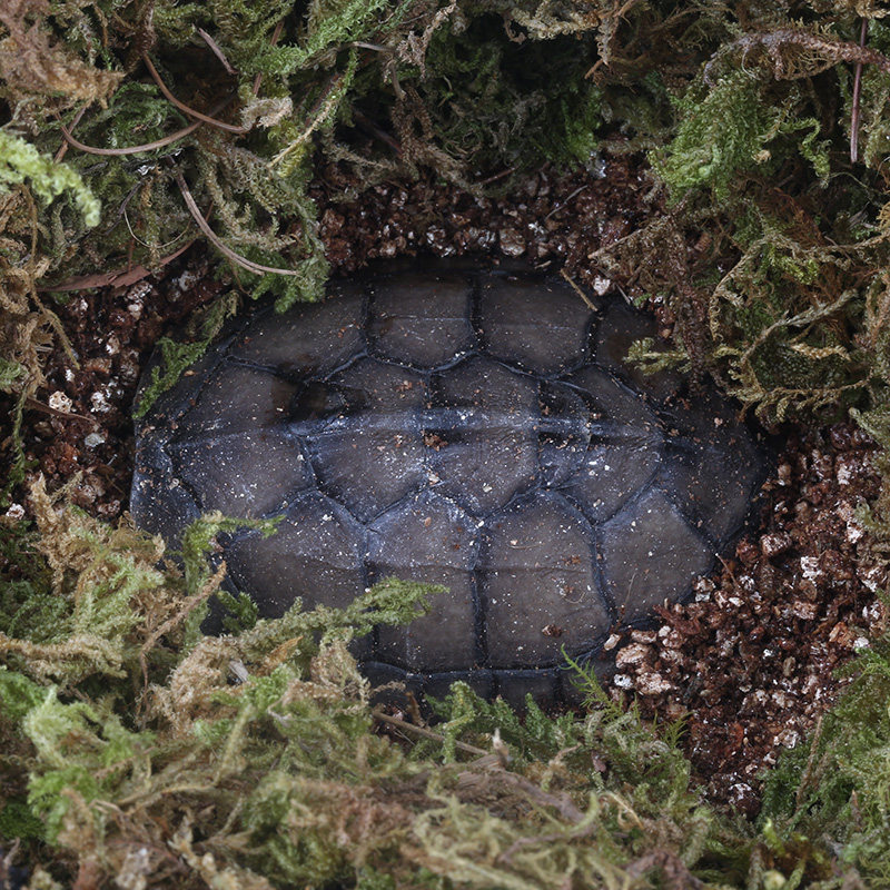 小乌龟冬眠用品无菌土蛭石苔藓爬宠过冬装备沙子爬虫