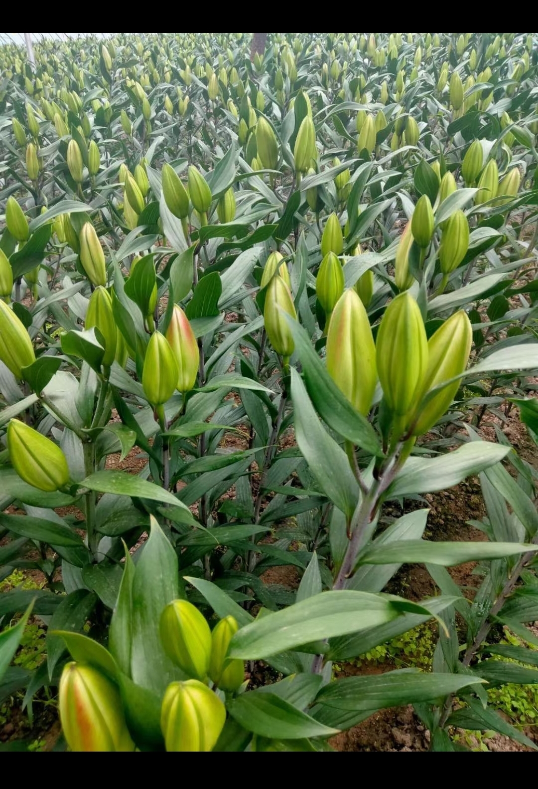 香水百合种植需要知道的种植环境和时间,那么是什么时候?