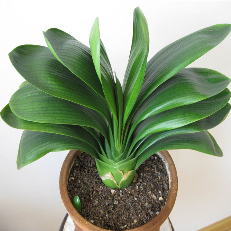 圆头和尚君子兰盆栽带花苞老苗大小苗四季花卉植物室内花绿植好养