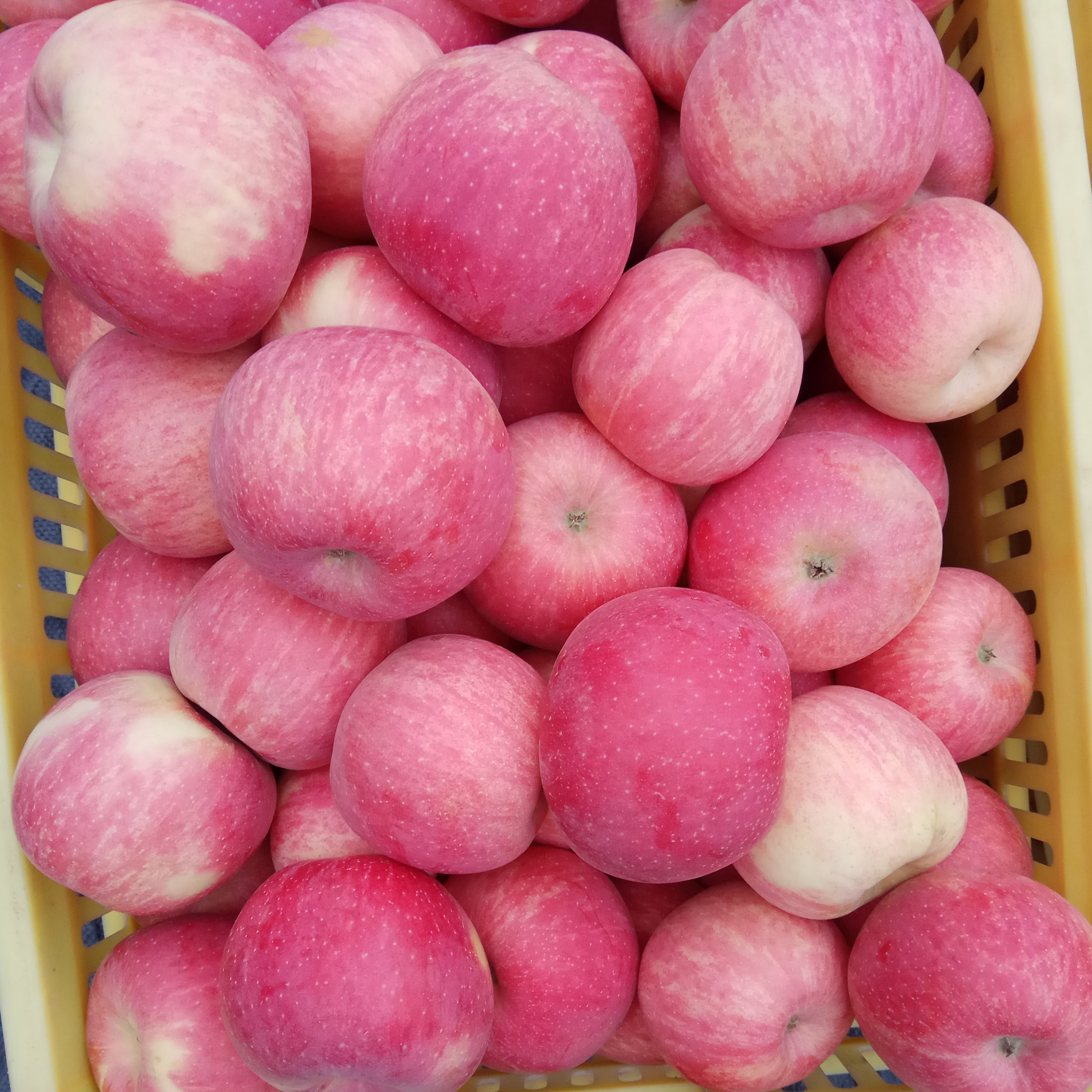 宁夏中卫富硒红富士冰糖糖心苹果新鲜水果带皮苹果