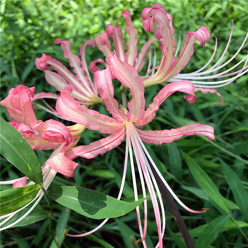 彼岸花换锦曼陀罗曼珠沙华种球球装石阳台盆栽花卉庭院种球