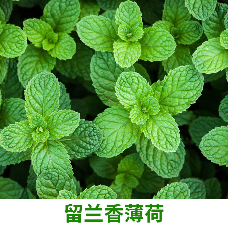 薄荷盆栽可食用猫薄荷柠檬留兰香四季阳台种植懒人家庭园艺种子