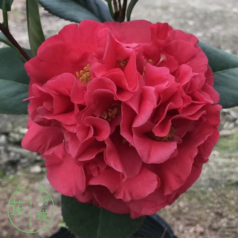 名贵茶花盆栽四季香妃千里香带花苞五色赤丹浓香巨型花卉烈香树苗