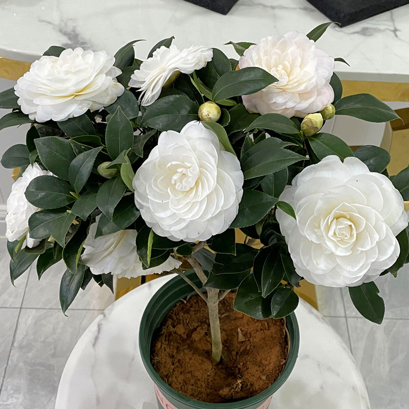 茶花白玉年宵白茶花珍稀名贵绿植花苞山茶纯白色时令草本花卉