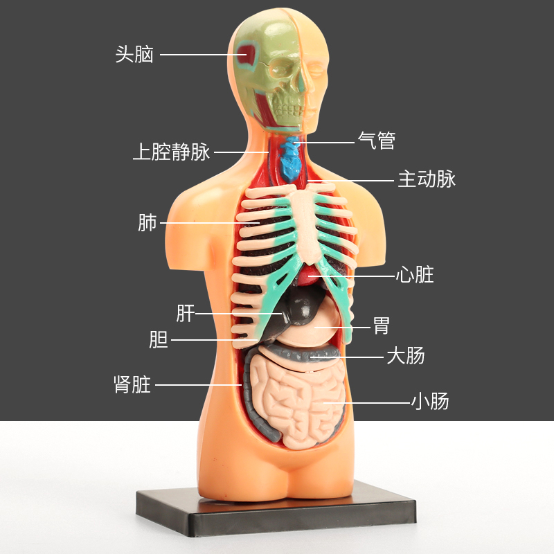 人体骨架模型实验生物医学内脏讲解结构身体教学仪器