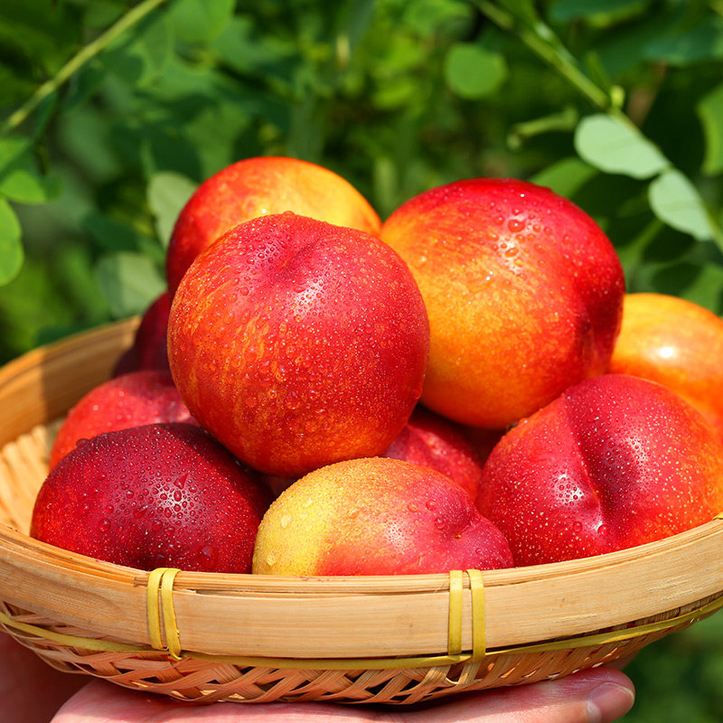 油桃新鲜水果脆甜油桃子5斤当季山东现摘孕妇整箱非水蜜桃黄肉心