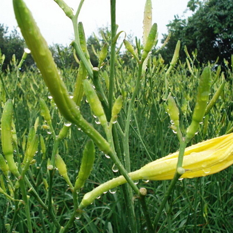 种子黄花菜家庭新奇特种籽野菜拌菜凉拌园艺菜园家庭园艺种子