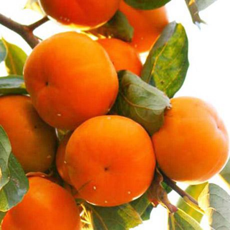 树苗甜柿新品中果日本富有柿子盆栽地栽不脱果树