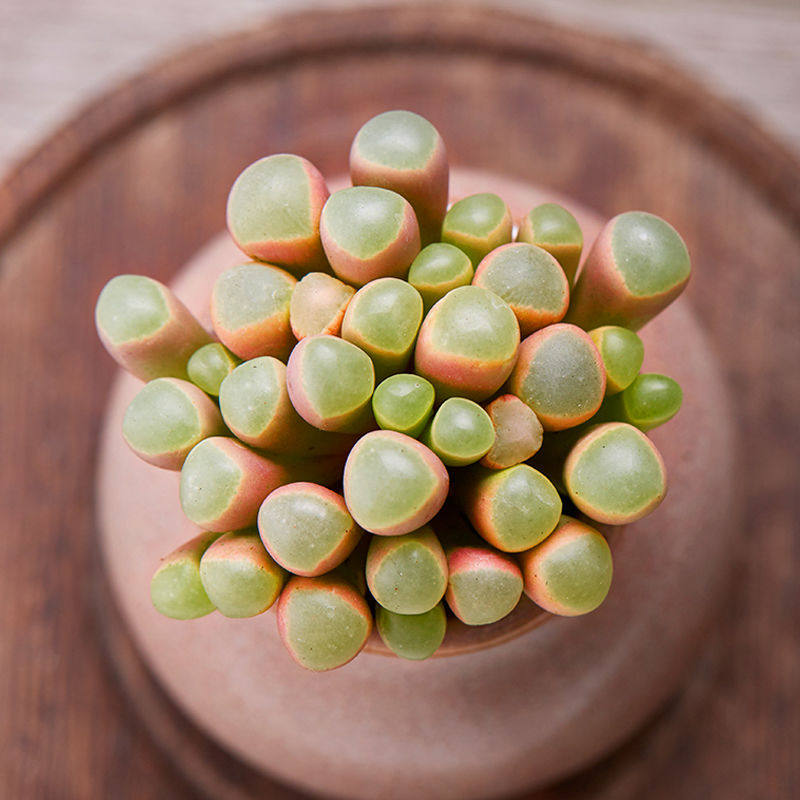 精品五十铃玉番杏科光玉多肉植物盆栽花卉