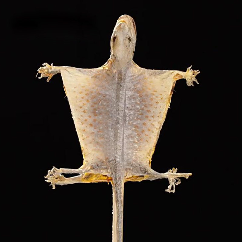 蛤蚧干货中药饮片蛤蚧一对中药材蛤蚧粉泡酒料旗舰店正品 - 价格28