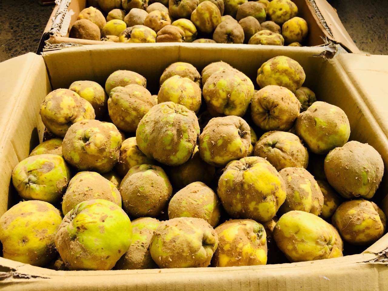 新疆2020新鲜榲桲10斤特色温桲水果之皇万寿瓜其它