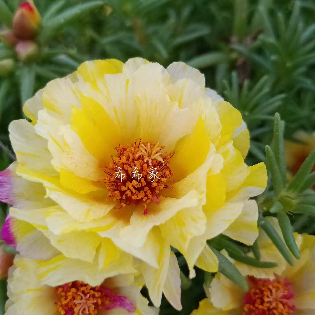 籽播重太阳太阳花花苗网红火焰彩蝶七彩柠檬美人人脸时令草本花卉