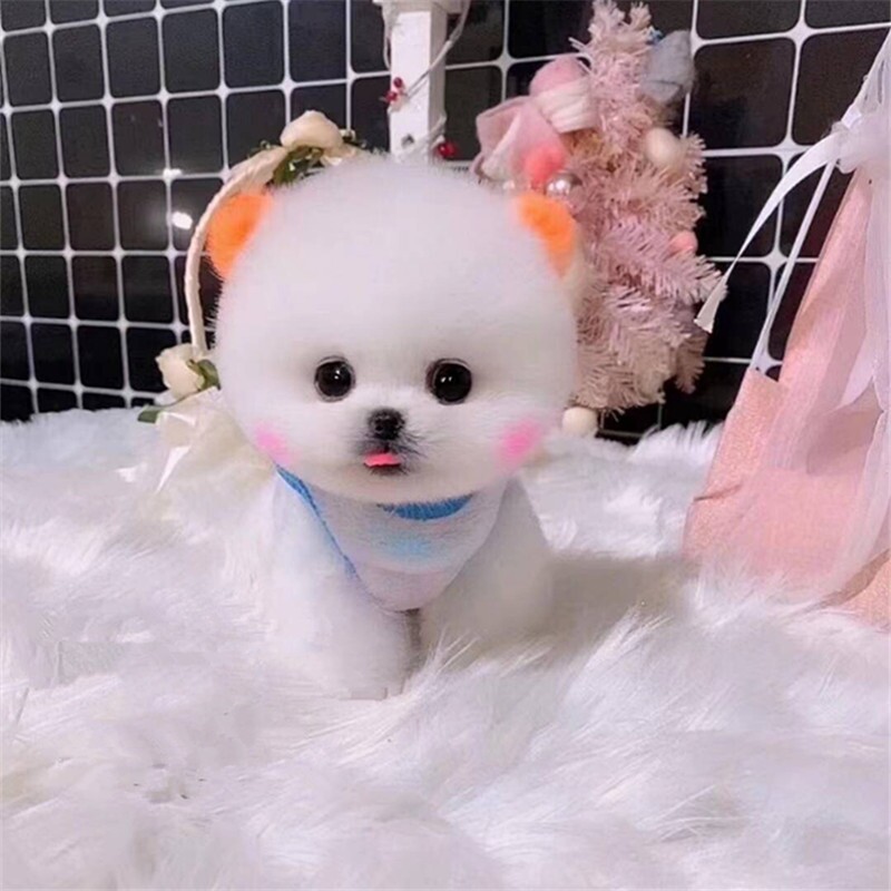 纯种美俊宠物狗宠物泰迪犬灰小型博美茶杯比熊狗狗
