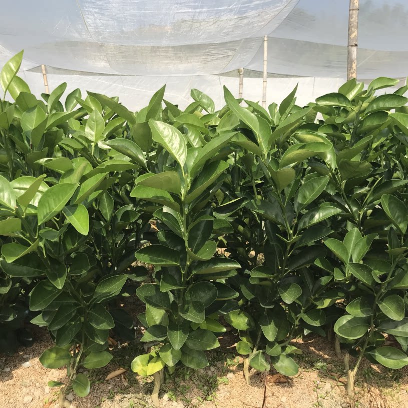 树苗瓯柑嫁接果树柑橘降火苦柑盆栽地栽当年果树
