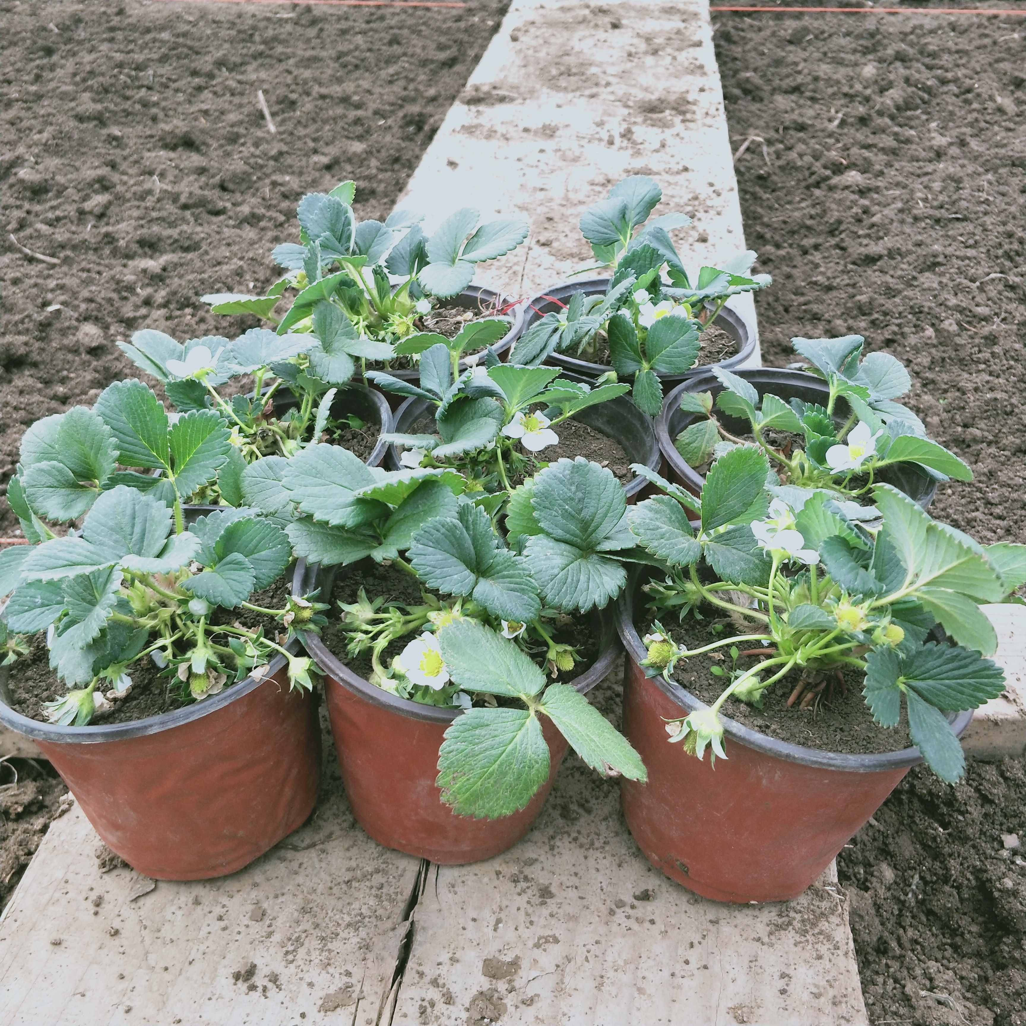 草莓5盆精品盆栽苗地阳台种植带花带果发货果树