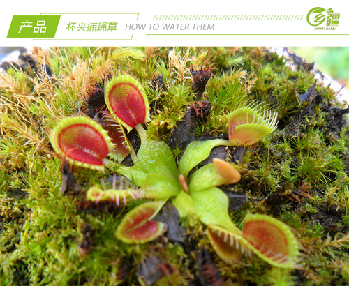 基地直销【杯夹捕蝇草】食虫植物猪笼草捕虫草驱蚊草多肉绿植盆栽