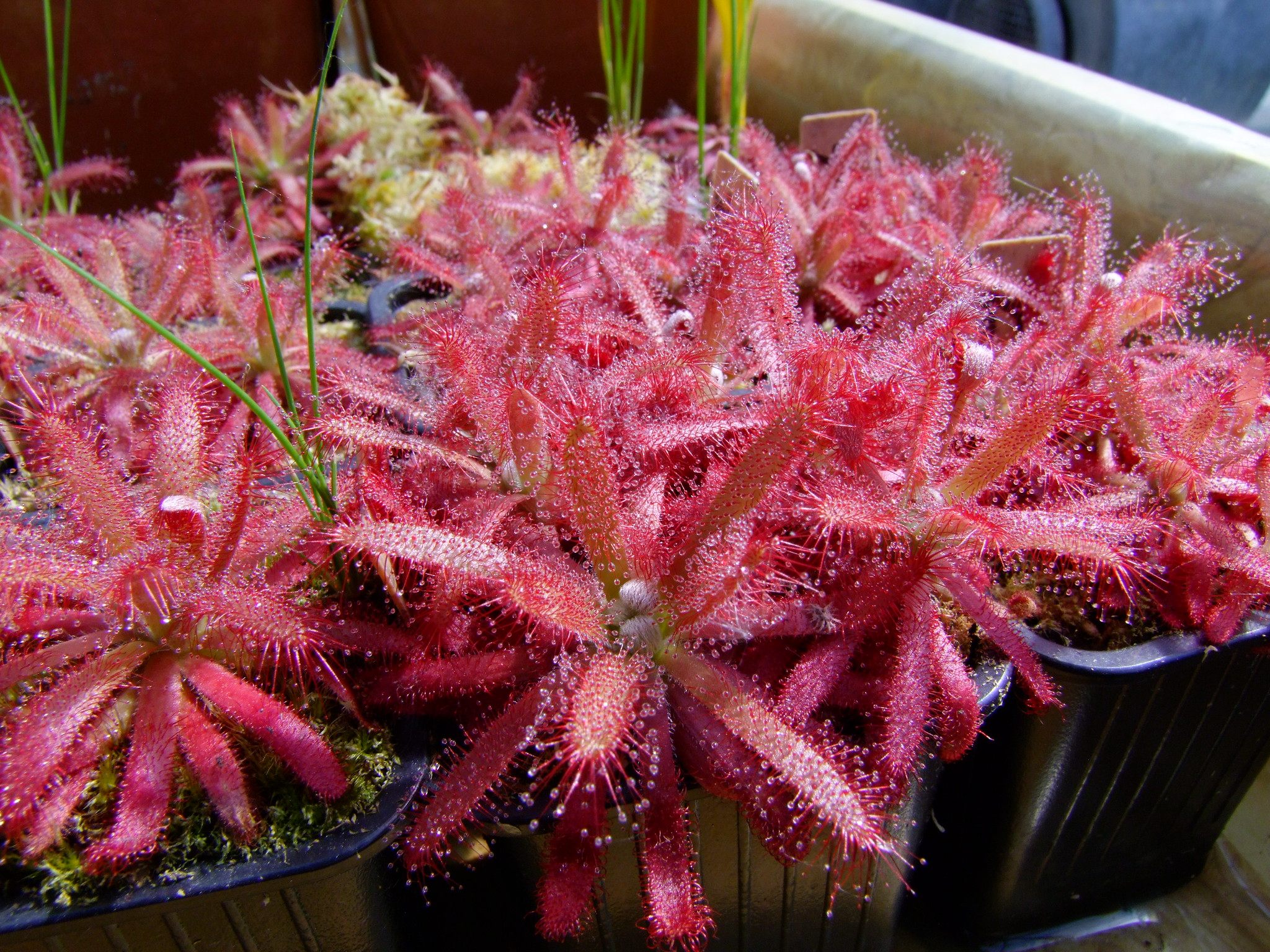 食虫基地直销格拉拉莫哥茅膏菜植物虫草驱蚊绿植