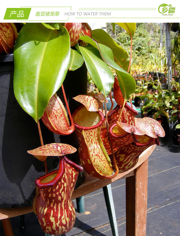 基地直销盖亚猪笼草食虫植物捕蝇草驱蚊草多肉食虫植物