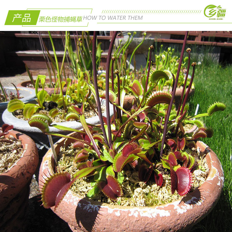 基地直销栗色怪物捕蝇食虫植物猪笼草驱蚊草多食虫植物
