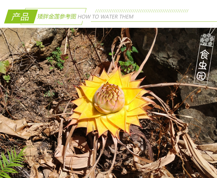 基地直销稀有矮胖地涌金莲千叶佛莲宝莲灯千瓣莲花趣味绿植