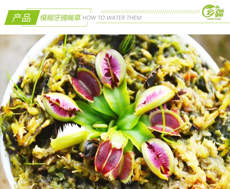 植物基地直销模糊牙捕蝇草食虫猪笼草驱蚊草多绿植