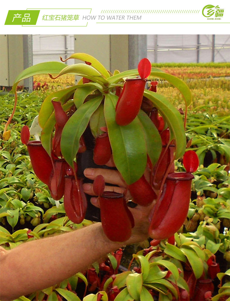基地直销【红宝石猪笼草】食虫植物捕蝇草驱蚊草多肉趣味绿植盆栽