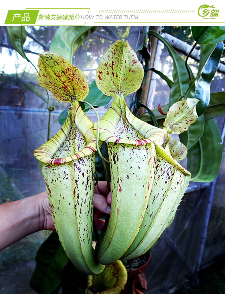 基地直销黛瑞安娜猪笼草食虫植物捕蝇草驱蚊草多肉绿植盆栽