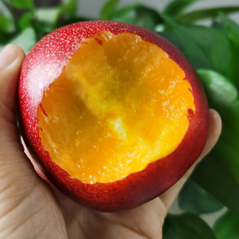 砀山特产现季油桃新鲜大果黄肉黄心5斤装大油桃水果时令现发桃子