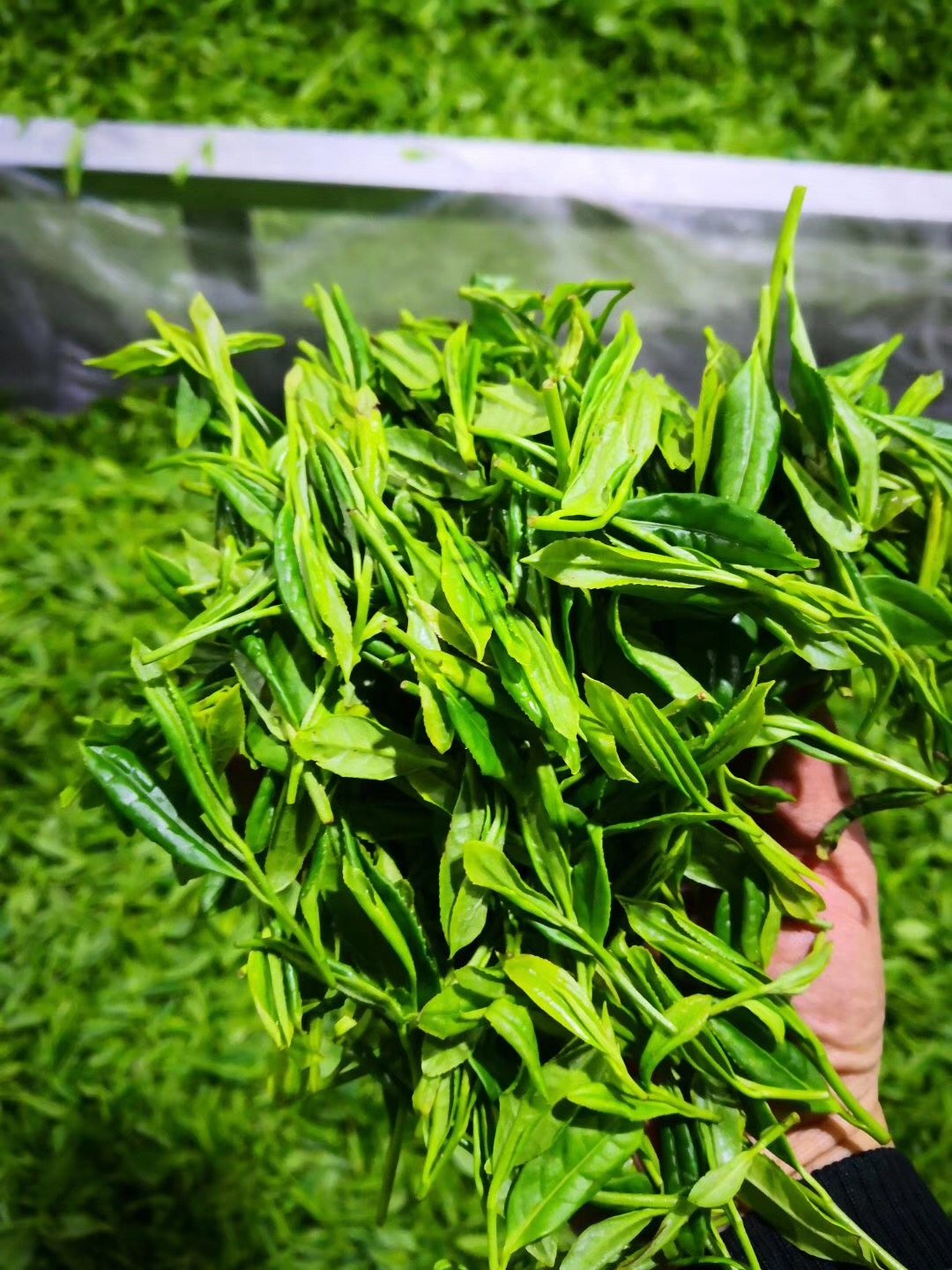 贵州湄潭毛峰茶50g