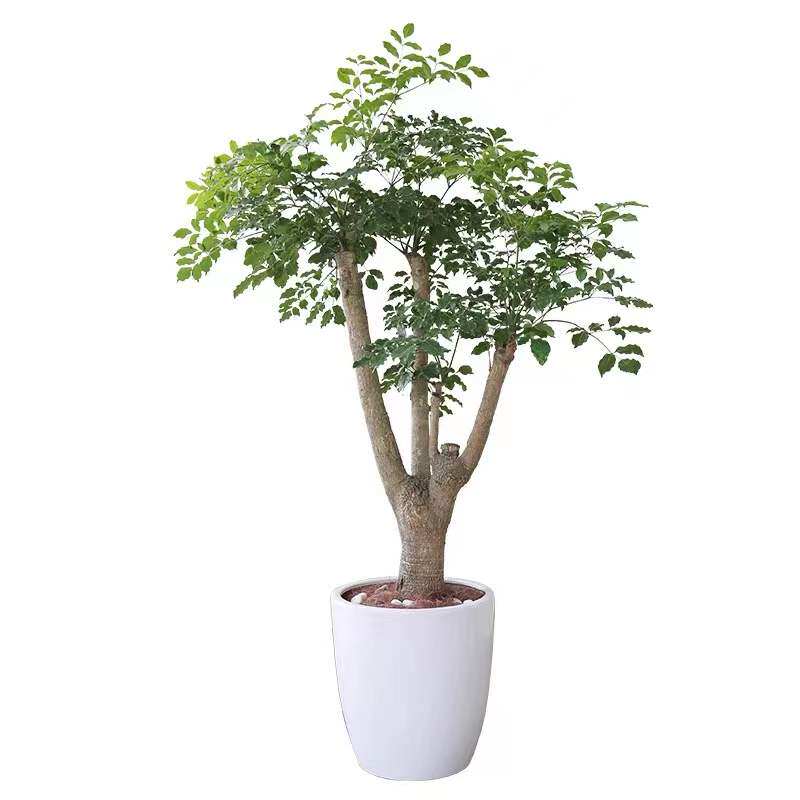 幌伞枫大幸福树盆栽多头大型绿植客厅办公室室内绿植