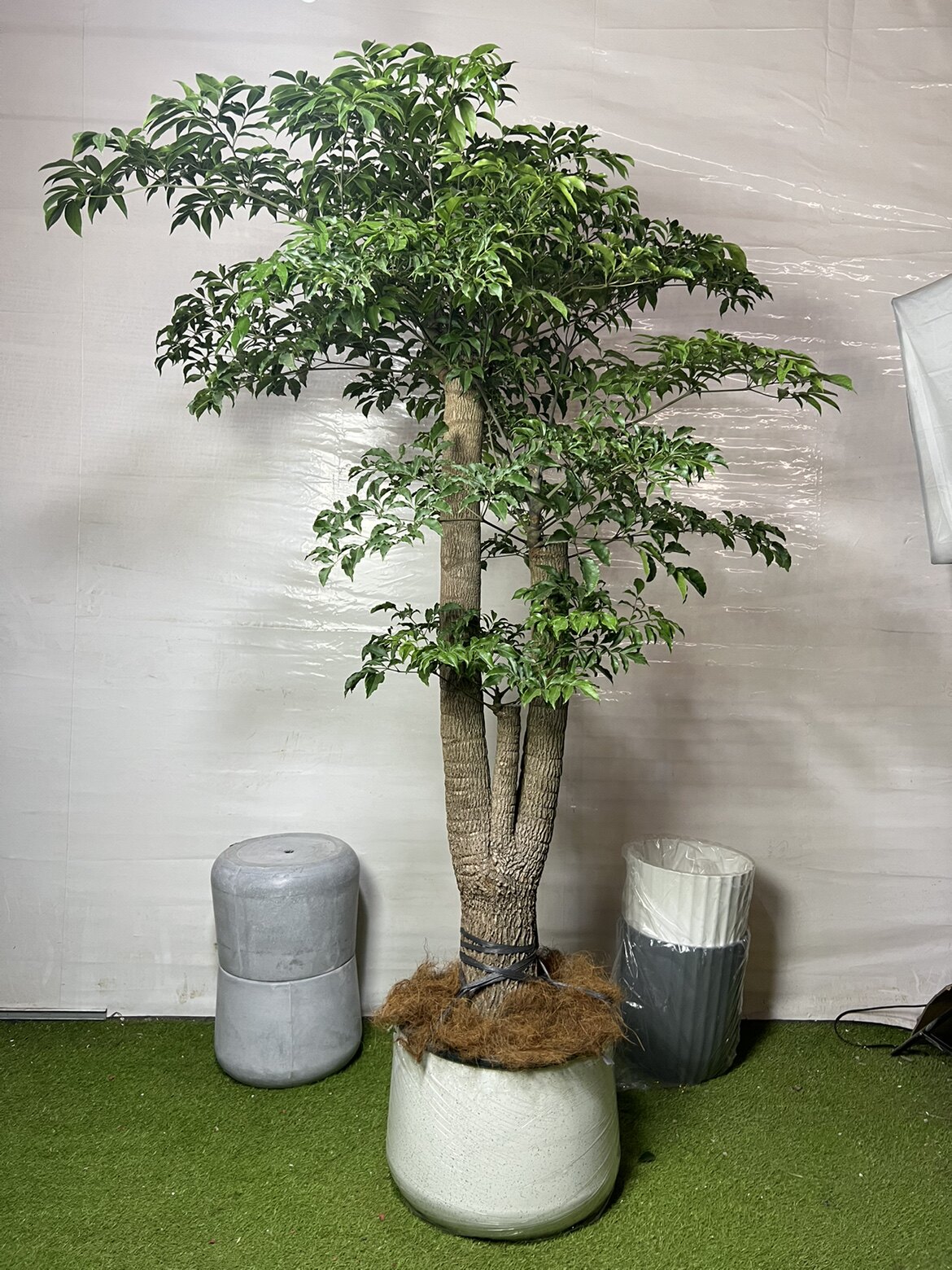 幌伞枫大幸福树盆栽多头大型绿植客厅办公室室内绿植