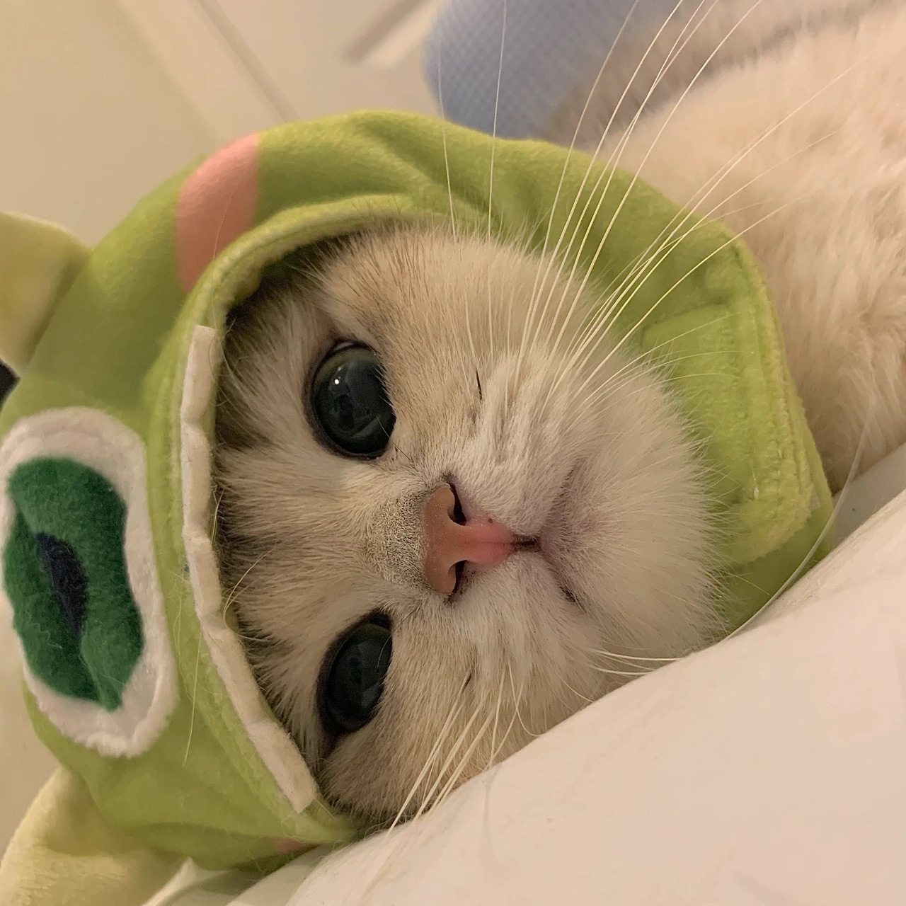 猫咪头套可爱帽子英短橘猫变装拍照道具头饰帽子